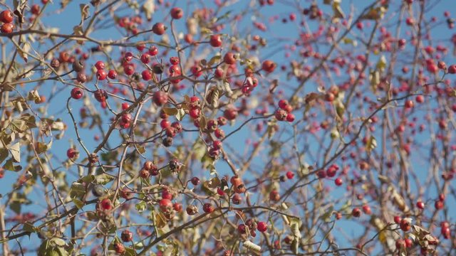 Red hawthorn berries on a bare branch without leaves against the sky. Red hawthorn berries on a frosty morning in November.