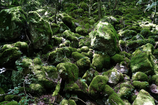 四国・徳島県の山犬嶽の苔