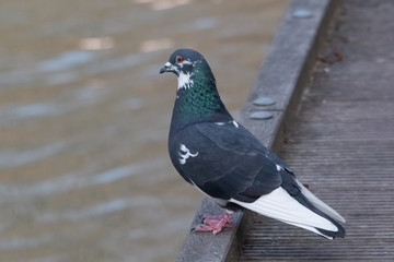 pigeon