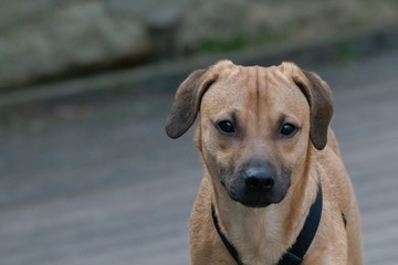 chien