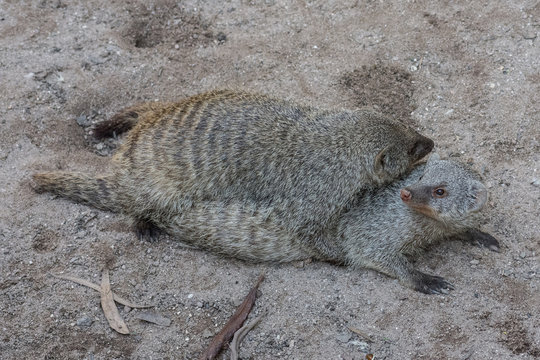 MANGUSTO TIGRADO - MUNGUS MUNGO - BANDED MONGOOSE