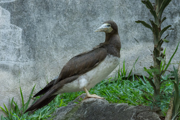 ATOBÁ PARDO - SULA LEUCOGASTER - BROWN BOOBY