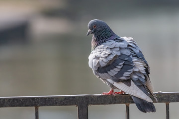 pigeon