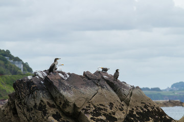 Birds on sea rock