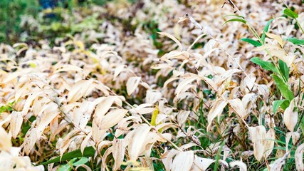 Dried leafs of grass in autumn forest, Tomsk, Siberia.