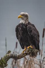 Portrait of Bald eagle (Haliaeetus leucocephalus)