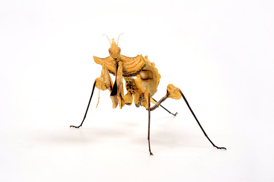 Teufelsblume / Nymphe (Idolomantis diabolica) - devil's flower mantis