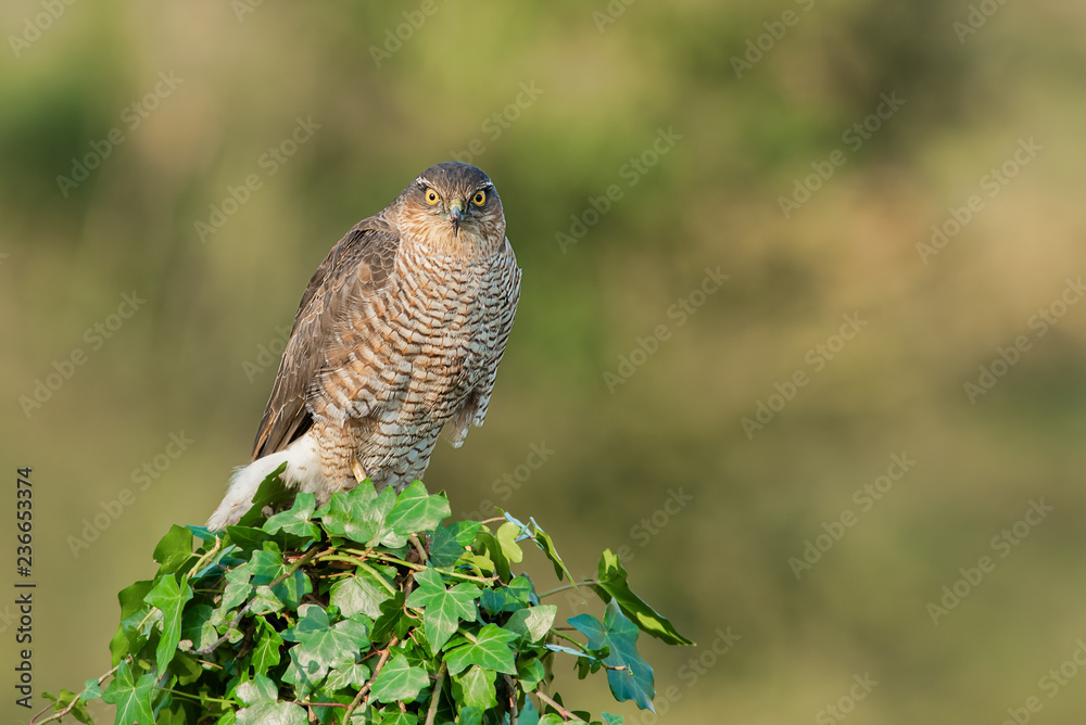 Poster a sparrowhawk perched on a ivy covered post. the bird is staring forward towards the camera