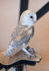 Tawny owl is sitting on a hand with glove