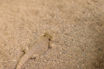 Yellow lizard on the sand in the desert under the scorching sun