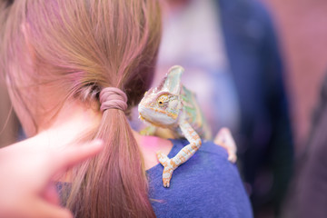 chameleon purched on shoulder