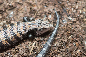 lizards on a tree bark