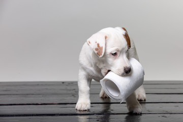 cute jack russel puppy playing with toilet paper