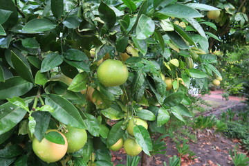 Zitronenbaum mit Frucht