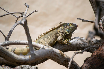 Lizards. Reptiles in the wild