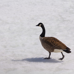 Canada goose walking across a frozen river in search of spring.