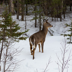 Side portrait of a young male white-tailed deer in a snowy woods clearing.