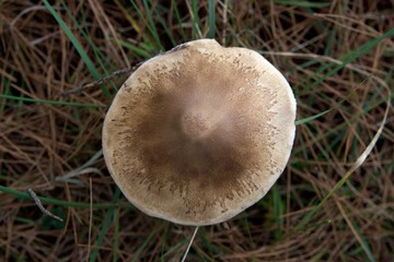 Closeup of brown beige mushroom cap from above into blurred green weeds plants  and pine tree needles in a forest at winter