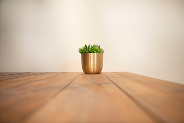 Succulent in gold planter on wood shiplap
