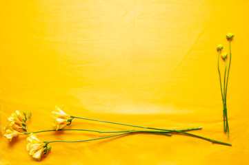 yellow background with yellow flowers, place for text