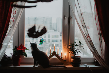cat sitting on window with candlestick and christmas flower 