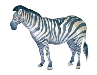 Obraz premium Watercolor illustration of an isolated standing zebra on a white background. Painting of an animal - African Zebra
