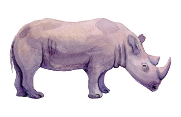 Obraz premium Watercolor illustration of a standing rhino on a white background. Painting of an endangered animal - African Rhinoceros