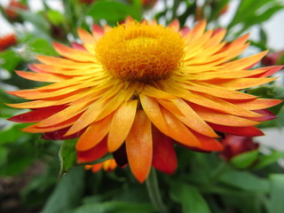 closeup of yellow flower
