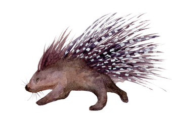 Watercolor illustration of an isolated meerkat standing on its rear legs on a white background. Painting of an African Suricate.