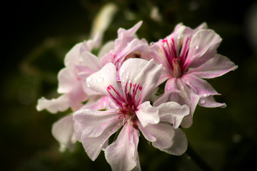 Blume Macro