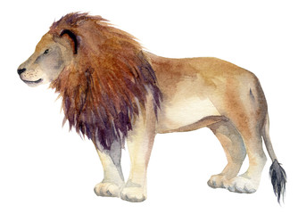 Obraz premium Watercolor illustration of an isolated standing lion on a white background. Painting of an animal - African Lion