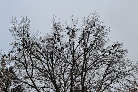  flock of crows in a winter tree