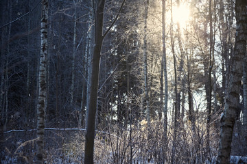 Winter forest. Tree trunks, branches and sunlight