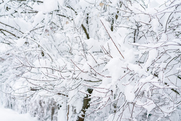 A branch of a tree in the snow close up. snowy winter concept. Snow covered trees close up