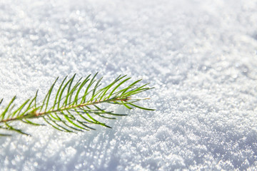 A branch of spruce with green needles lying on the white snow. Winter background