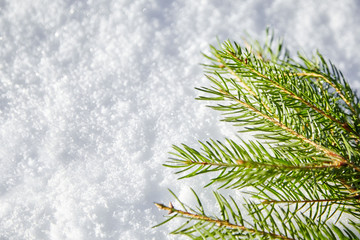 Obraz premium A branch of spruce with green needles lying on the white snow. Winter background