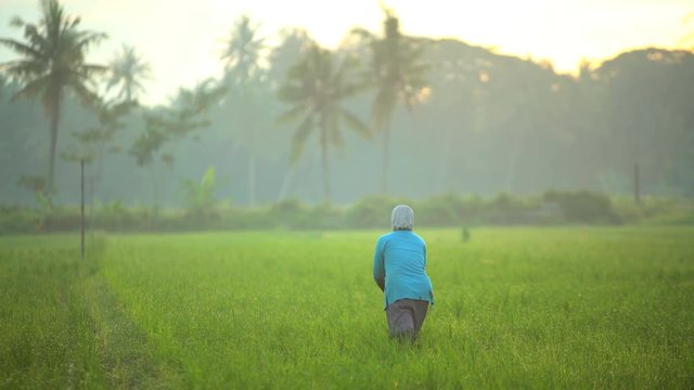 Female manual worker with irrigation tool farming Indonesian rice fields Java 