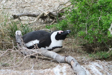 Pinguine in Südafrika