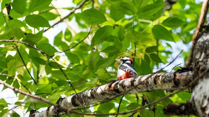 Woodpecker sits on the tree, autumn in Siberia.