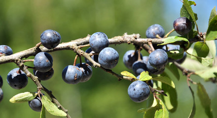 On the branch bush mature berries blackthorn