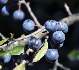 On the branch bush mature berries blackthorn