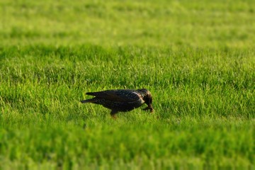 bird in the grass