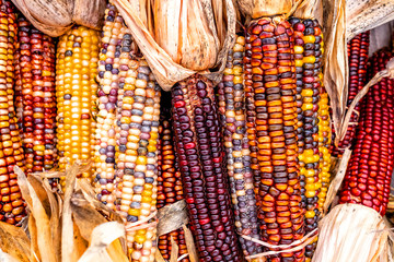 Indian Corn, New England Farm