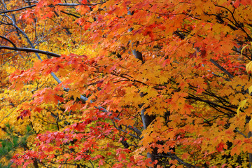 Bright orange Maple leaves against white sky