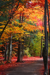Colorful Autumn trees by the trail