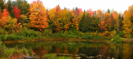 Panoramic view of autumn trees by the pond