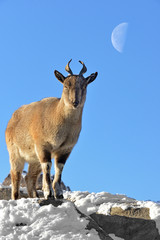Markhor (Capra falconeri) on the background of moon in winter © valeriyap