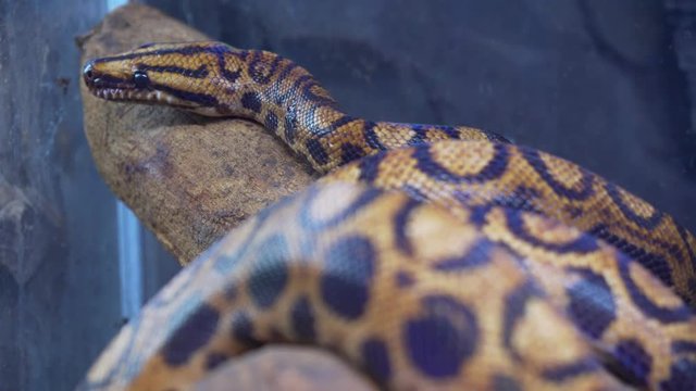 Big snake moving through a tree in a zoo.