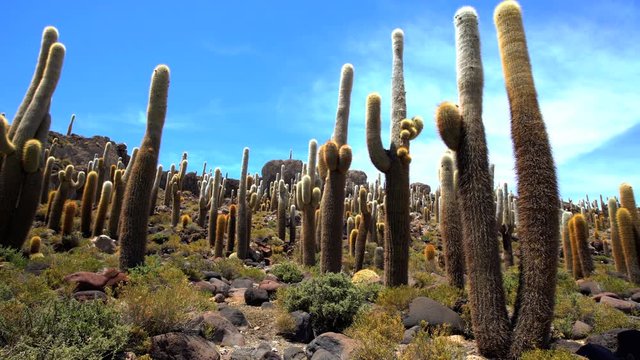 Bolivian desert cactus Plateau Eduardo Avaroa National Reserve an Extreme Arid Terrain Wilderness South America