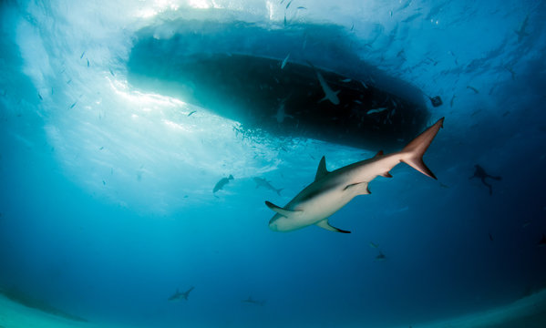 Caribbean reef shark at the Bahamas